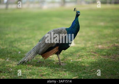 Ein atemberaubender männlicher indischer Pfau mit leuchtendem blauem Gefieder steht anmutig auf einem grünen Rasen Stockfoto