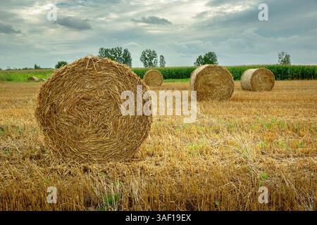 Nahaufnahme von runden Strohballen auf Stoppelfeld und Regenwolken am Himmel, Nowiny, Lubelskie, Ostpolen Stockfoto