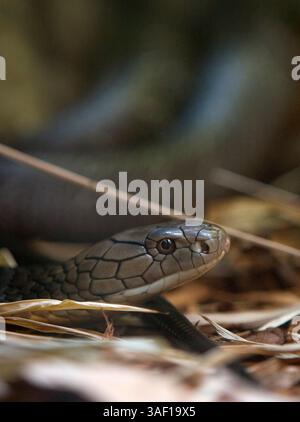 Juli 2005; San Diego, CA, USA; die Königskobra (Ophiophagus hannah) ist eine große giftige Schlange der Familie Elapidae. Es ist das einzige Mitglied der Gattung Ophiophagus. Die King Cobra ist die größte giftige Schlange der Welt. Der San Diego Zoo in San Diego, Kalifornien, ist einer der größten und fortschrittlichsten Zoos der Welt. Es ist ein privater Zoo, der von der gemeinnützigen Zoological Society of San Diego betrieben wird. Der Zoo wirbt für hochkarätige Tierausstellungen wie Panda, Eisbär, Tiger und Gorilla auf die gleiche atemlose Art und Weise wie in den nahe gelegenen Vergnügungsparks (wie Disneyland). Stockfoto