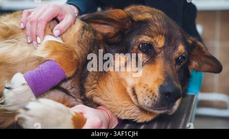 Tierärztliche Untersuchung des verletzten Hundes mit Pfotenverband Stockfoto