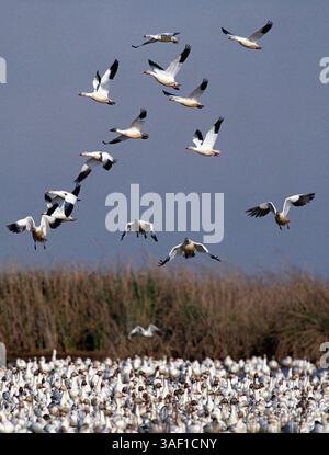 Schneegänse landen am frühen Montagmorgen auf einem feuchten Feld im Sacramento National Wildlife Refuge. Die Geschichte erzählt, wie die Populationen von Enten und Gänsen im Central Valley in diesem Winter die höchste jemals aufgezeichnete Population sein könnten. 10/00 (Sacramento Bee/Jose M. Osorio) SACRAMENTO BEE/ZUMA Press Stockfoto