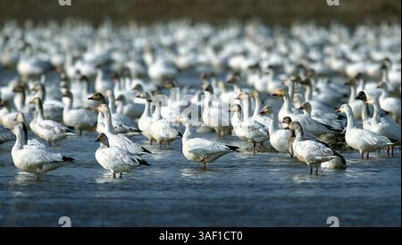 Schneegänse ruhen sich am frühen Montagmorgen in einem feuchten Feld im Sacramento National Wildlife Refuge aus. Die Geschichte erzählt, wie die Populationen von Enten und Gänsen im Central Valley in diesem Winter die höchste jemals aufgezeichnete Population sein könnten. 10/00 (Sacramento Bee/Jose M. Osorio) SACRAMENTO BEE/ZUMA Press Stockfoto