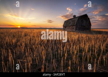 Eine große Scheune sitzt auf einem Feld mit hohem goldenem Gras. Die Sonne untergeht und strahlt ein warmes Leuchten über die Szene. Die Scheune ist alt und verwittert. Stockfoto