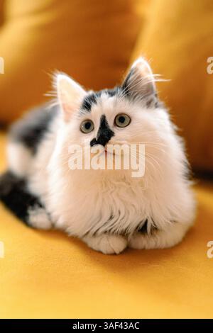 Schwarz-weißes Kätzchen auf der Couch Stockfoto