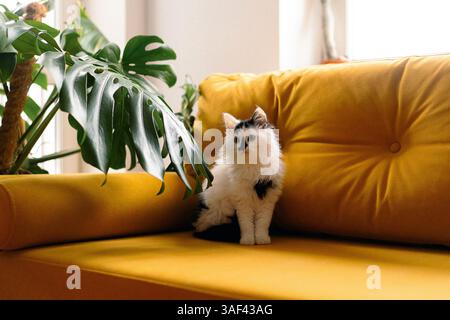 Schwarz-weißes Kätzchen auf der Couch Stockfoto