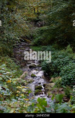 Ruhiger Waldbach fließt sanft durch üppiges, moosiges Grün. Stockfoto