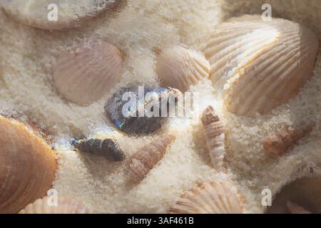 Eine Ansammlung von Muscheln auf Sand, die durch eine Wasser- oder Glasoberfläche mit weichem Licht und Brechungseffekten gesehen werden. Stockfoto