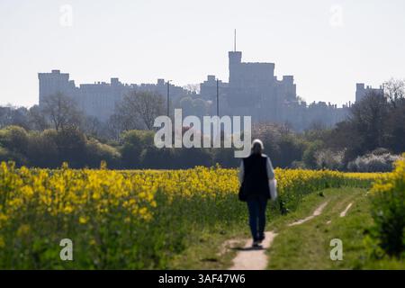 Eton, Windsor, Berkshire, Großbritannien. April 2025. Eine Dame spaziert auf einem Wanderweg mit Blick auf Windsor Castle über ein Rapsblumenfeld in Eton, Windsor, Berkshire an einem weiteren schönen, warmen, sonnigen Morgen. Quelle: Maureen McLean/Alamy Live News Stockfoto