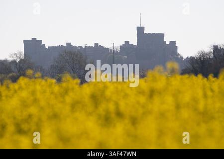 Eton, Windsor, Berkshire, Großbritannien. April 2025. Blick auf Windsor Castle über ein Feld mit gelben Rapsblumen in Eton, Windsor, Berkshire an einem weiteren schönen warmen sonnigen Morgen. Quelle: Maureen McLean/Alamy Live News Stockfoto
