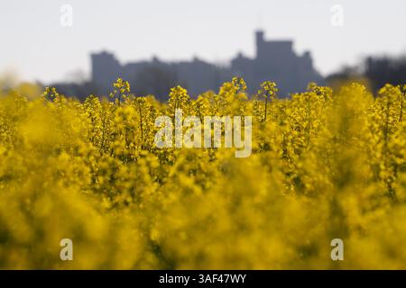 Eton, Windsor, Berkshire, Großbritannien. April 2025. Blick auf Windsor Castle über ein Feld mit gelben Rapsblumen in Eton, Windsor, Berkshire an einem weiteren schönen warmen sonnigen Morgen. Quelle: Maureen McLean/Alamy Live News Stockfoto