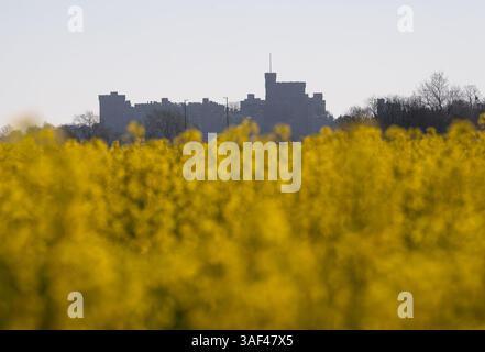 Eton, Windsor, Berkshire, Großbritannien. April 2025. Blick auf Windsor Castle über ein Feld mit gelben Rapsblumen in Eton, Windsor, Berkshire an einem weiteren schönen warmen sonnigen Morgen. Quelle: Maureen McLean/Alamy Live News Stockfoto