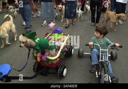 April 2005; San Antonio, TX, USA; DAVID WHITE, 6 Jahre alt, bewundert Carmellas Kostüm und schwimmt während der jährlichen Fiesta Pooch Parade am Samstag, 23. April 2005. Obligatorischer Credit: Foto von Helen Montoya/San Antonio Express-News/ZUMA Press. (©) Copyright 2005 von Helen Montoya/San Antonio Express-News Stockfoto