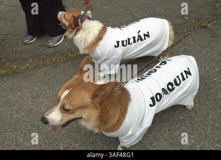 April 2005; San Antonio, TX, USA; als Julian und Joaquin Castro für die Fiesta-Pooch-Parade gekleidet, stahlen Quince und Tutter am Samstag, 23. April 2005 die Paraderoute. Obligatorischer Credit: Foto von Helen Montoya/San Antonio Express-News/ZUMA Press. (©) Copyright 2005 von Helen Montoya/San Antonio Express-News Stockfoto