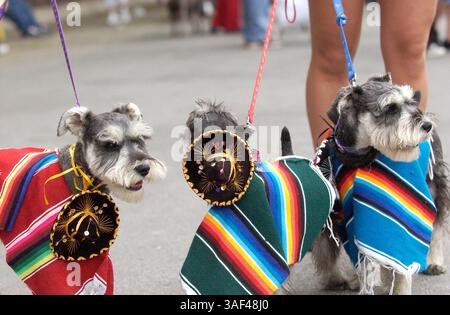 April 2005; San Antonio, TX, USA; ASHLEY FEIKS Miniaturschnauzer (von links) Cabernet Franc, Pinot Noir und Brunelo trugen ihre drei Amigo-Kostüme. Die jährliche Fiesta Pooch Parade fand am 23. April 2005 statt. Obligatorischer Credit: Foto von Helen Montoya/San Antonio Express-News/ZUMA Press. (©) Copyright 2005 von Helen Montoya/San Antonio Express-News Stockfoto