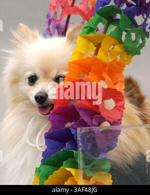 April 2005; San Antonio, TX, USA; Ruffus, eine Pomeranina, sieht zu, wie die letzten Teilnehmer der Fiesta Pooch Parade am Samstag, 23. April 2005, kommen. Obligatorischer Credit: Foto von Helen Montoya/San Antonio Express-News/ZUMA Press. (©) Copyright 2005 von Helen Montoya/San Antonio Express-News Stockfoto