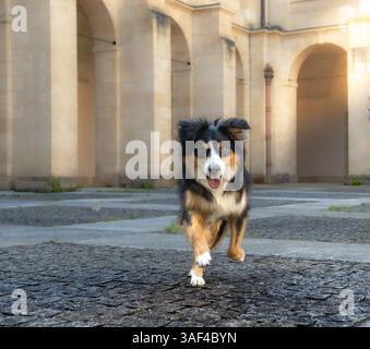 Ein schwarz-weiß-brauner australischer Schäferhund läuft auf einem kopfsteingepflasterten Platz mit bogenförmigen Gebäuden auf die Kamera zu. Ganzkörperaufnahme, Haustier-Porträt, u Stockfoto