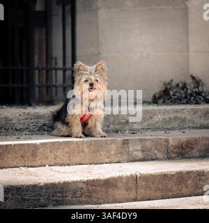 Ein kleiner, flauschiger Yorkshire Terrier sitzt geduldig auf Steintreppen im Freien und trägt ein rotes Gurtzeug. Nahaufnahme, Haustierporträt, urbane Umgebung Stockfoto