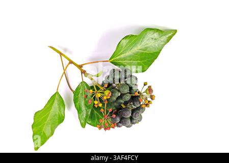 Reife Früchte des Efeu, Hedera Helix, vor weißem Hintergrund Stockfoto