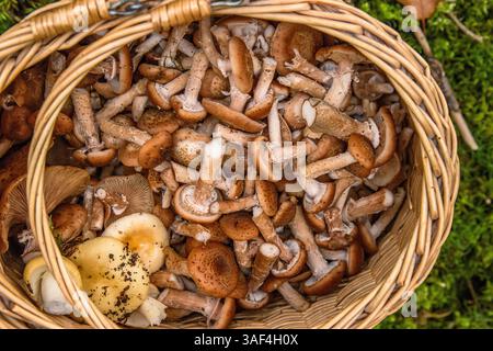 Armillaria mellea, Honigpilz, ist ein essbarer Basidiomyzetenpilz. Stumpfpilz, Stumpie, Pipinky oder Pinky im Korb in der Natur im Wald weiter Stockfoto