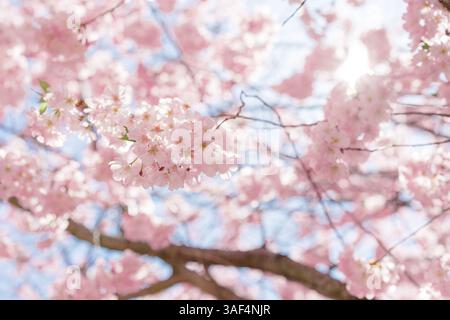 Weiches Sonnenlicht filtert durch blühende Kirschblüten auf Bäumen. Stockfoto
