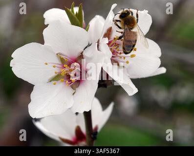 18. Februar 2015 - Oakdale, Kalifornien, USA - Eine Biene arbeitet hart an einer Mandelblüte in einem Obstgarten in der Nähe von Oakdale, Kalifornien (Bild: © Joan Barnett Lee/Modesto Bee/ZUMA Wire) Stockfoto