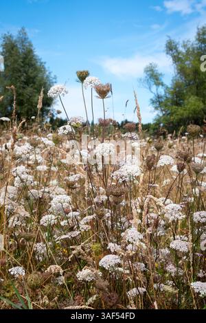Wildblumen und Samenköpfe auf dem Feld in der Nähe von Kuku, bei Levin, Horowhoua, Nordinsel, Neuseeland Stockfoto