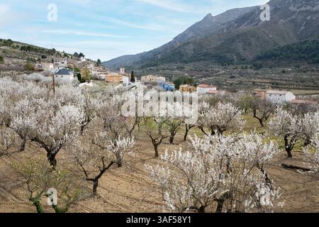 Weiße Mandelblüte im Obstgarten unter den Bergen, Fageca, Provinz Alicante, Valencia, Spanien, Europa Stockfoto
