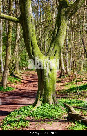 Eine reife Buche mit einem gegabelten Stamm, der mit Moos bedeckt ist, entlang eines Fußweges in einem Reifen Wald Stockfoto