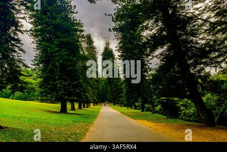 Royal Botanic Gardens in Sri Lanka Stockfoto