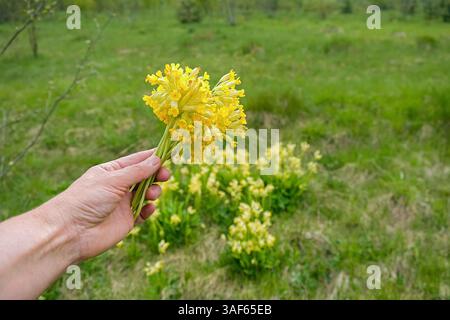 Eine Nahaufnahme von frisch geernteten Primula-Blüten (Primula) mit leuchtend gelben Blüten und grünen Blättern, die auf einer üppigen Frühlingswiese liegen. Das Bild emp Stockfoto