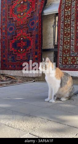 Eine Calico-Katze sitzt ruhig auf einem Steinboden neben lebendigen handgefertigten orientalischen Teppichen. Auf einem Altstadtmarkt mit natürlichem Tageslicht. Stockfoto