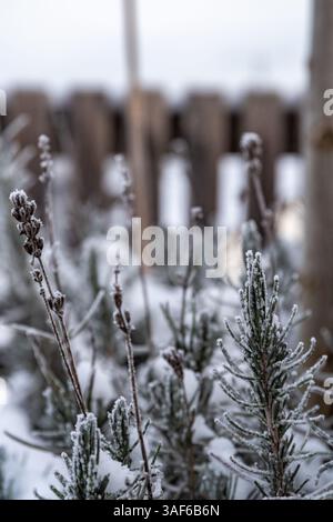 Nahaufnahme einer schneebedeckten Pflanze mit einem Zaun dahinter Stockfoto