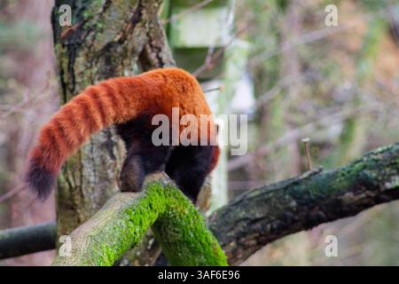 Ein roter Panda, der an einem moosbedeckten Ast in einem Wald entlang läuft. Das markante rötlich-braune Fell und der buschige Schwanz des Tieres sind hervorzuheben, mit einem verschwommenen b Stockfoto