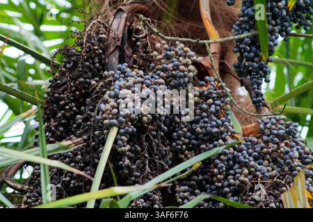 An einer Palme hängen dunkel-violette Beeren, umgeben von grünen Palmenweden. Die Beeren sind klein und rund, was ein dichtes Erscheinungsbild erzeugt Stockfoto
