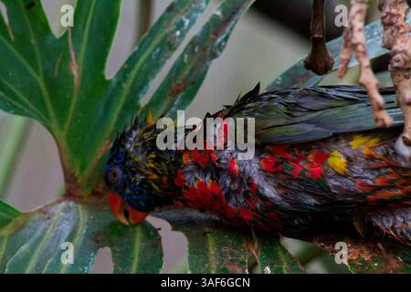 Ein farbenfroher Vogel auf einem großen grünen Blatt mit leuchtenden Federn in Rot-, Blau- und Grüntönen. Der Vogel erscheint leicht nass und verschmilzt Stockfoto