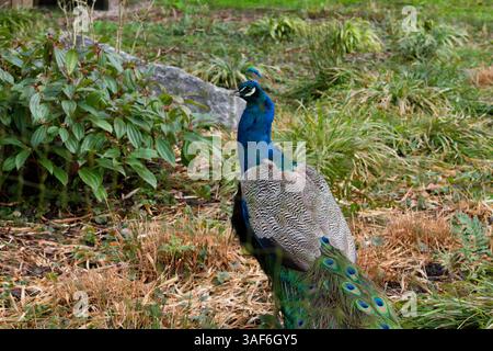 Ein lebendiger Pfau, der seine farbenfrohen Federn in einer natürlichen Umgebung zeigt. Der Pfau steht stolz inmitten von grünem Laub und trockenem Gras und zeigt seine Stockfoto