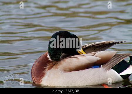 Eine Nahaufnahme einer Stockenten, die ihre Federn auf der Wasseroberfläche putzt. Die Ente hat einen markanten grünen Kopf, braune Brust und einen grauen Körper mit Rippen Stockfoto
