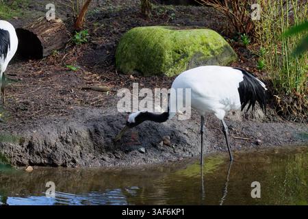 Ein anmutiger Kran, der am Wasserrand steht, mit einem schwarz-weißen Gefieder. Der Vogel konzentriert sich auf den Boden, umgeben von natürlichem Grün und A Stockfoto