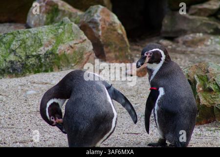 Zwei Pinguine stehen auf sandigem Boden mit Felsen im Hintergrund. Ein Pinguin beugt sich nach unten, während der andere aufrecht steht und seinen dist zeigt Stockfoto
