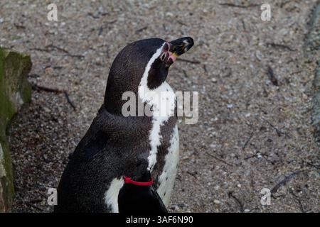 Eine Nahaufnahme eines Pinguins, der auf sandigem Boden steht und leicht von der Kamera weg zeigt. Der Pinguin hat ein markantes schwarz-weißes Gefieder mit einem r Stockfoto