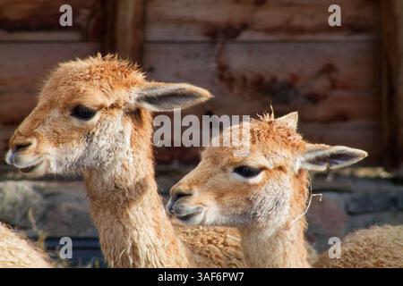 Zwei junge Guanakos mit weichem, hellbraunem Fell und ausdrucksstarken Augen, die vor einem rustikalen hölzernen Hintergrund dicht beieinander stehen. Stockfoto