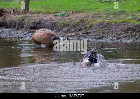 Eine ruhige Teichszene mit einer Ente, die im Wasser plätschert, während ein anderer Vogel am Ufer auf der Suche ist. Der Hintergrund ist üppig mit Grün, was einen schafft Stockfoto