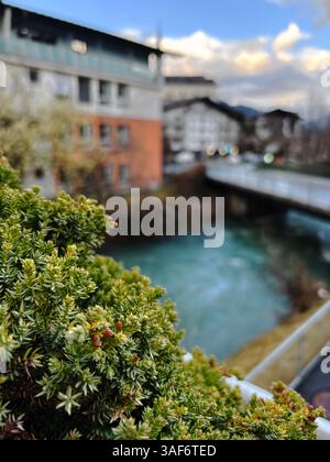 Vertikal, die nahe grüne Pflanze auf dem verschwommenen blauen Fluss, Autos und Gebäude Hintergrund. kaprun Berge apls Stadt Stockfoto