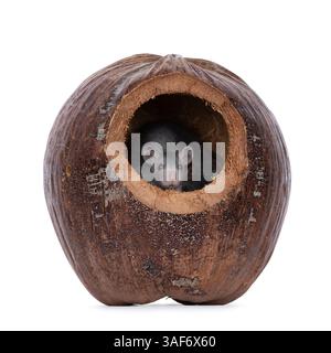 Cute rats, hiding in dried shell. Peaking curious out of the hole. Isolated on a white background. Stockfoto