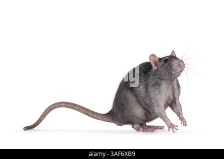 Ziemlich reife weibliche Ratte, seitlich stehend. Blick auf die Kamera. Isoliert auf weißem Hintergrund. Stockfoto