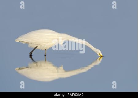 Weißreiher (Ardea alba, Casmerodius albus, Egretta alba), Florida, USA | Silberreiher (Ardea alba, Casmerodius albus, Egretta alba) Stockfoto