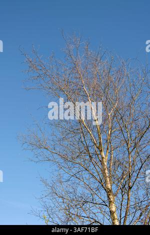 Betula pendula - Silberbirke im frühen Frühling vor einem tiefblauen Himmel Stockfoto
