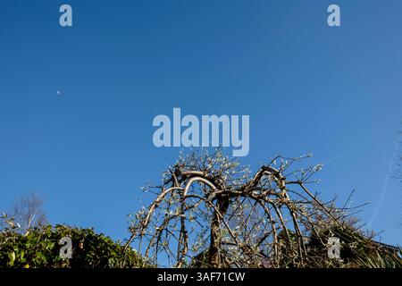Pyrus salicifolia pendula - Tränende Birne in Knospen vor einem tiefblauen Frühlingshimmel. Viel Platz Stockfoto