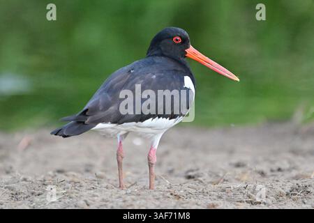 Austernfänger in Nahaufnahme Stockfoto