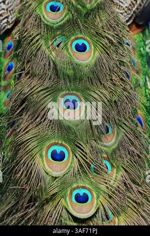 Pavo cristatus, männliche Federn | Blauer Pfau (Pavo cristatus), Schmuckfedern vom männlichen Pfau Stockfoto